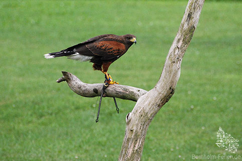 Ein Adler - Einer der Hauptdarsteller von Bornholms Raubvogelshow, Insel Bornholm