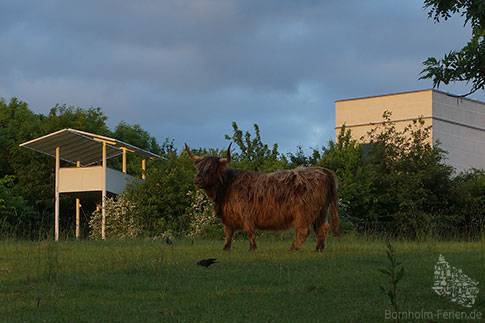 Highlandrind auf einer Weide vor Bornholms Kunstmuseum, Dänemark