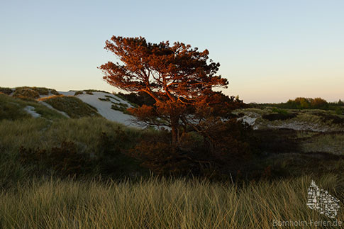 Einsame Kiefer inmitten der Dünenlandschaft von Dueodde, Insel Bornholm, Dänemark