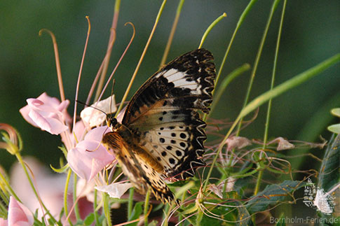 Riesige Schmetterlinge im Dschungel des Tropenhauses des Schmetterlingsparks, Bornholm, Dänemark
