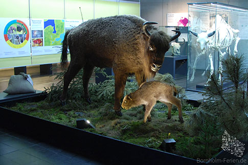 Das Erlebniszentrum NaturBornholm zeigt die Wisente in einer Extraausstellung, Insel Bornholm, Dänemark